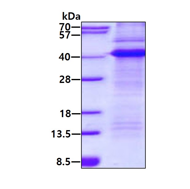 3 μg by SDS-PAGE under reducing condition and visualized by coomassie blue stain.